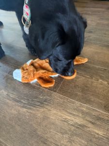 Black Labrador