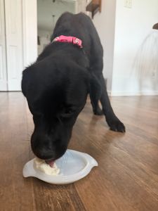 Black Labrador
