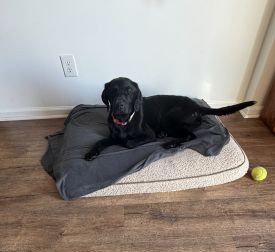 black labrador retriever