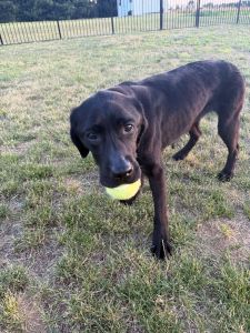 Black Labrador