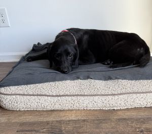 Black Labrador