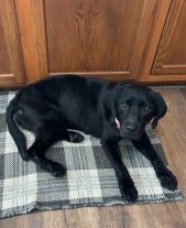 Black Labrador