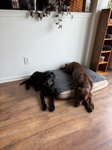 Black Labrador