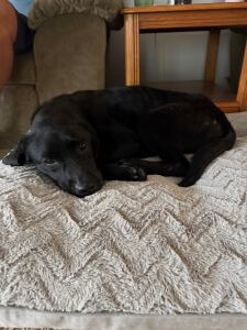 Black Labrador