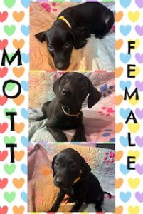Black Labrador mix