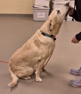 Yellow Labrador Retriever