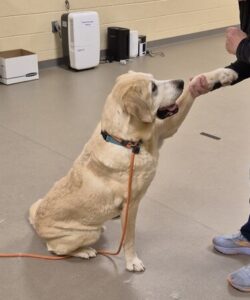Yellow Labrador Retriever