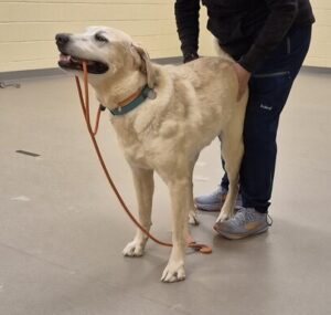 Yellow Labrador Retriever