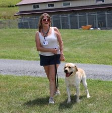 Yellow Labrador
