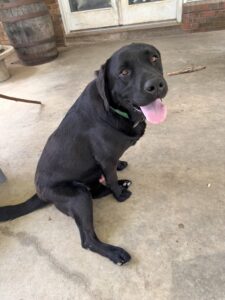 Black Labrador