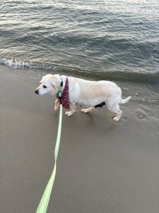 Yellow Labrador