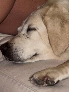 Yellow Labrador Retriever