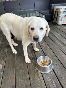 Yellow Labrador Retriever