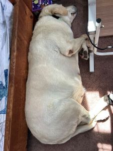 Yellow Labrador Retriever