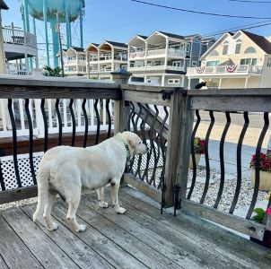 Yellow Labrador