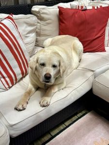 Yellow Labrador Retriever