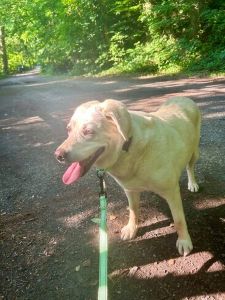Yellow Labrador