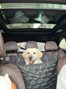 Yellow Labrador