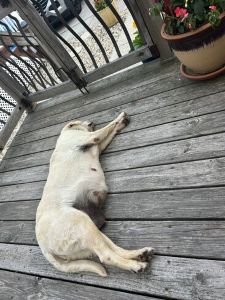 Yellow Labrador Retriever