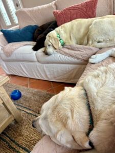 Yellow Labrador Retriever