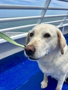 Yellow Labrador