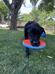 Black Labrador