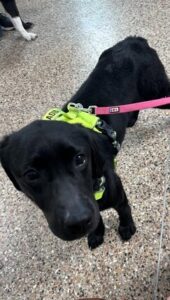Black Labrador