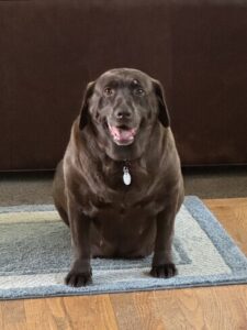 Chocolate Labrador