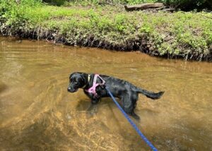 Black Labrador