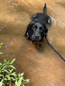 Black Labrador
