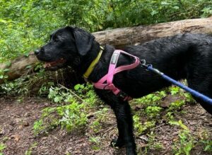 Black Labrador
