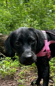 Black Labrador