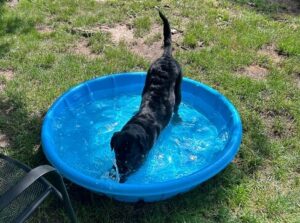 Black Labrador