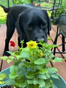 Black Labrador