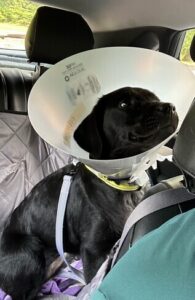 Black Labrador