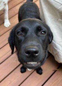 Black Labrador