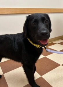 Black Labrador