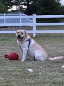 Yellow Labrador