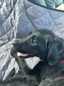 Black Labrador