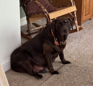 Chocolate Labrador