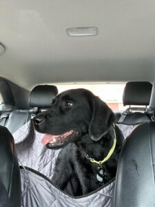 Black Labrador