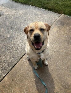 Yellow Labrador