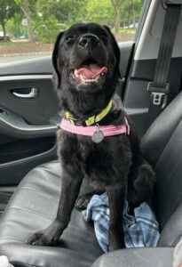 Black Labrador