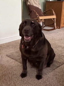 Chocolate Labrador