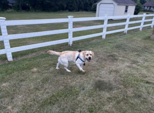 Yellow Labrador