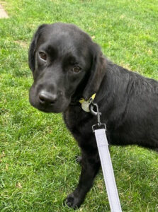 Black Labrador