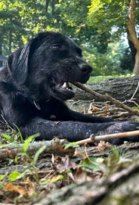 Black Labrador