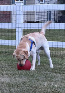 Yellow Labrador