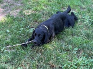 Black Labrador
