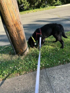 Black Labrador
